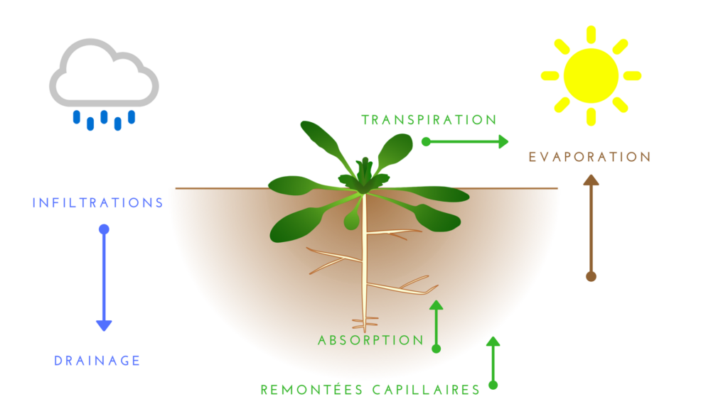 Pluviomètre – Maîtriser la quantité d'eau à donner au plantes